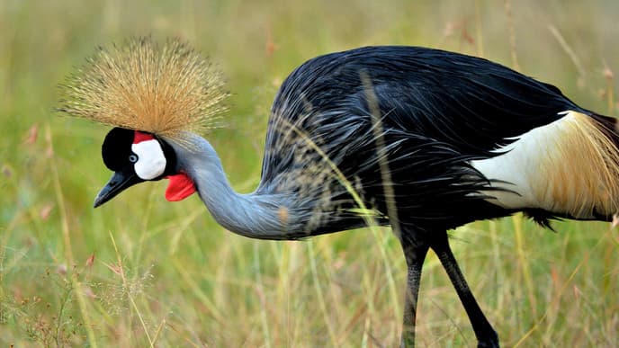Goodbye Wildlife