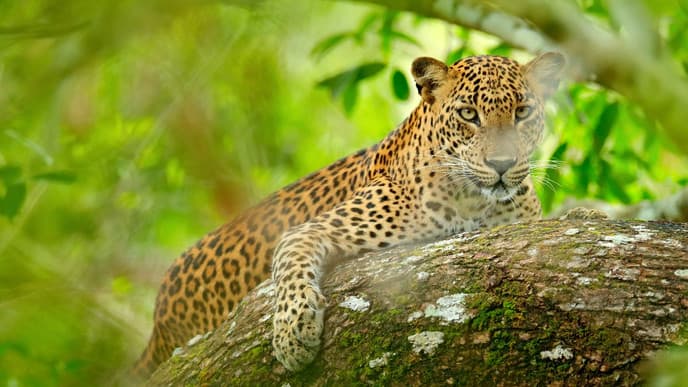 Leopard spotting in Yala National Park
