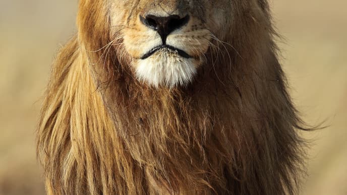 Safariparadies Serengeti