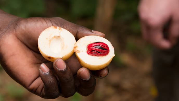 Discover the Sights, Smells, and Tastes of Zanibar's Spice Plantations