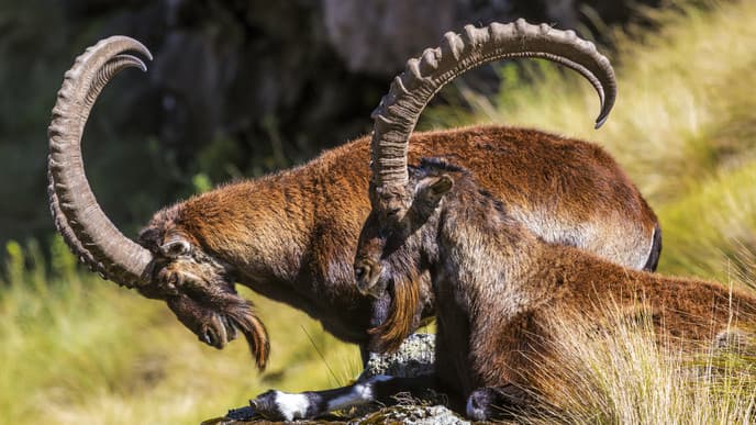 Journey into Simien Mountains National Park