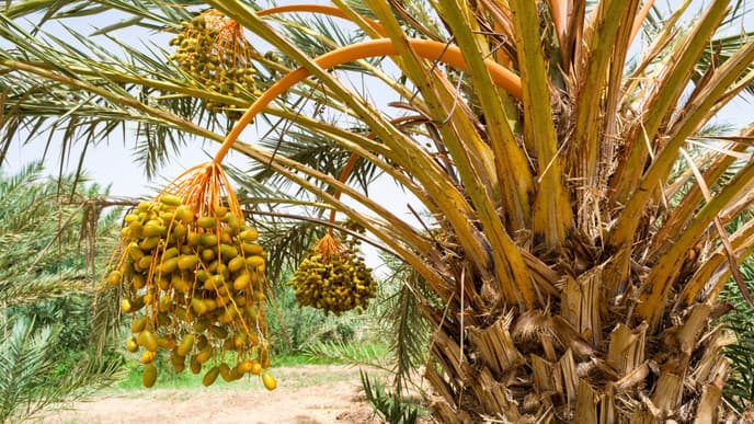 Soak up village life & traditions