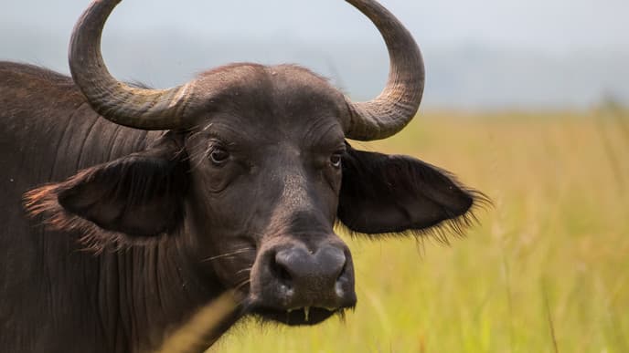 Pirschfahrt und Bootstour