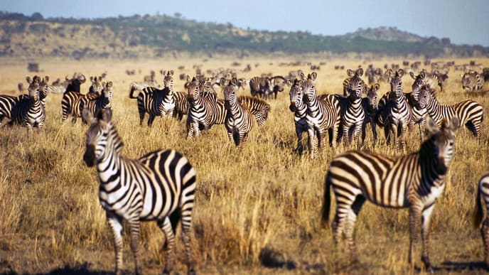 Serengeti darf nicht sterben