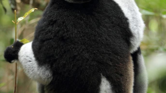 Pay A Trip To The Andasibe National Park