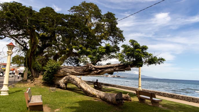 Free day for exploring, diving & dolphins