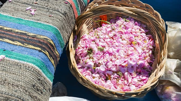Roses of Alexander the Great