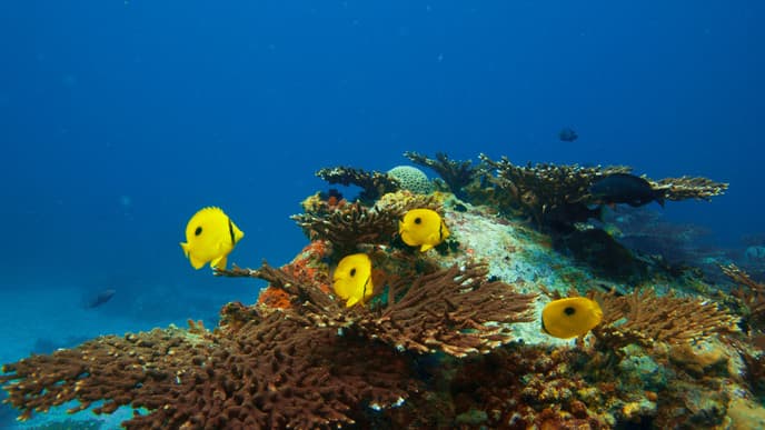 Snorkel for sea turtles & dolphins
