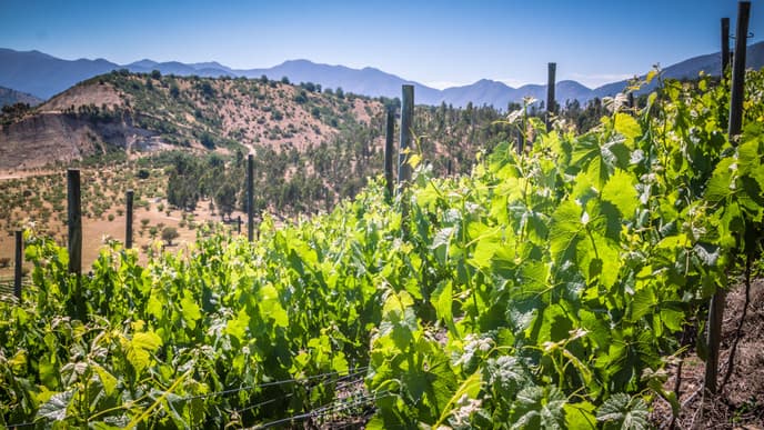 Taste the Flavours of Valparaiso