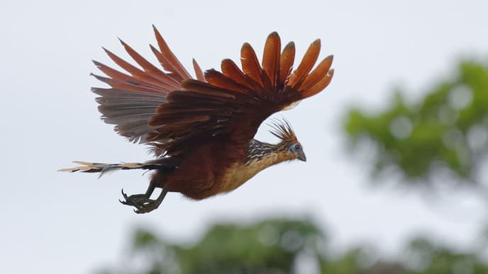 The heart of the Cuyabeno Reserve