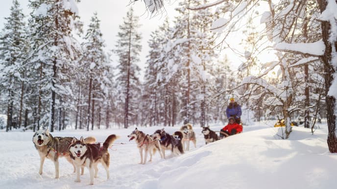 Husky safari & Northern Lights