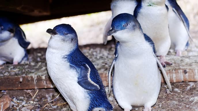 Abundant island wildlife