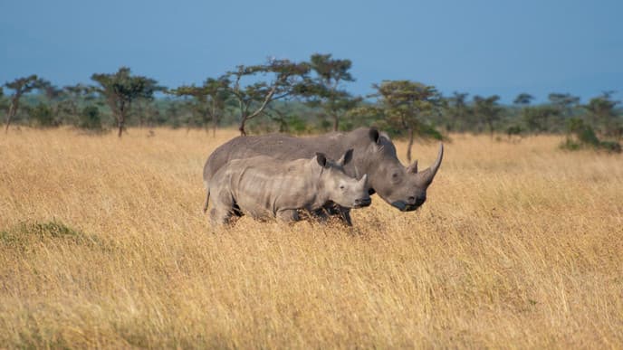 Go For A Game Drive At Ol Pejeta Conservancy
