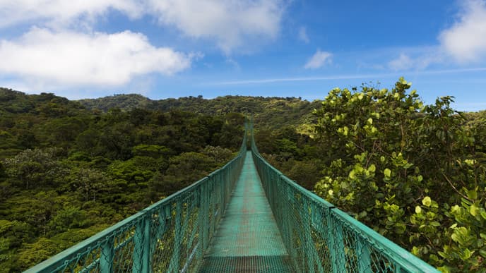 See the cloud forest from above