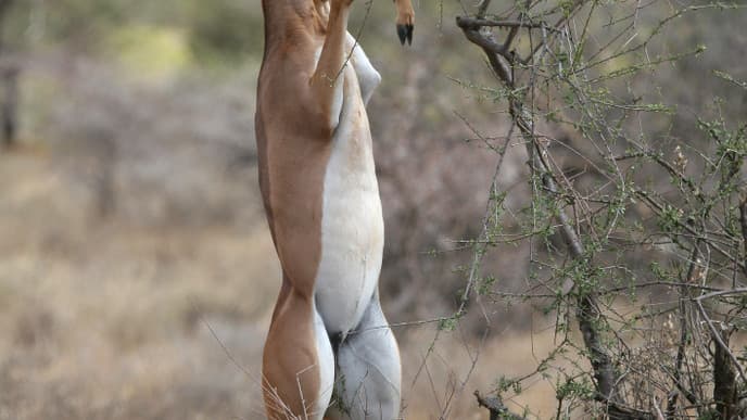 Encounter elephants, giraffes & gerenuks