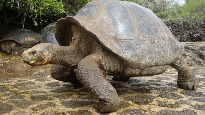 Journey to the Galapagos Islands