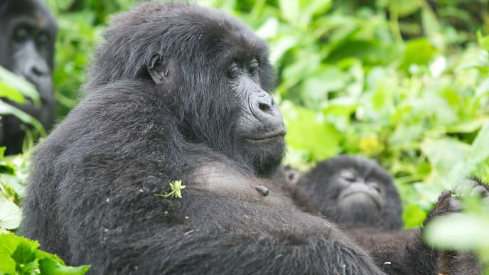 Mountain gorilla trekking
