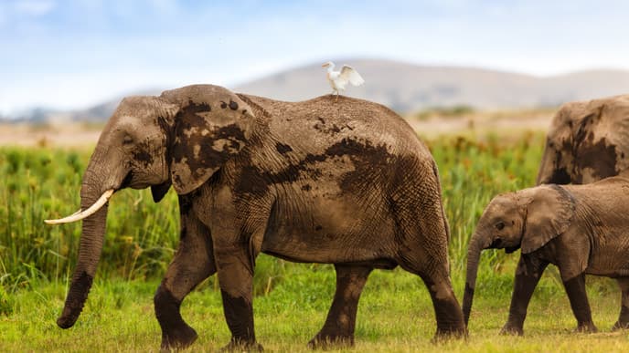 Amboseli National Park