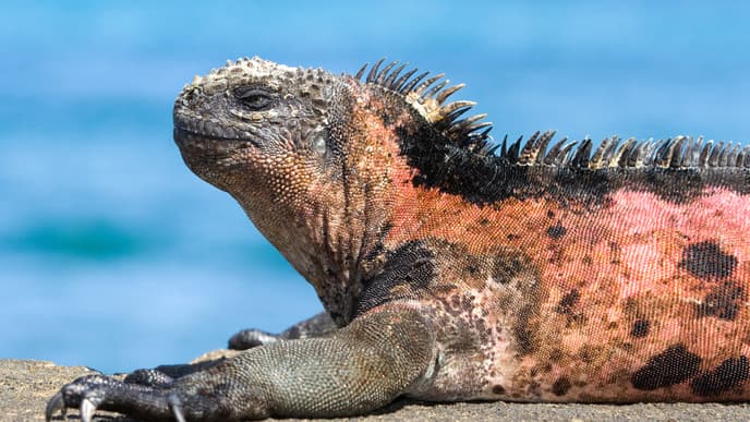 Flamingos und Meeresschildkröten am weißen Strand