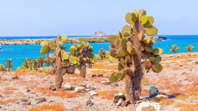 Kayaking & snorkeling at Tortuga Bay