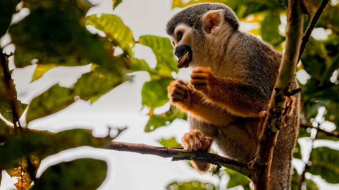 Journey to an Amazon adventure