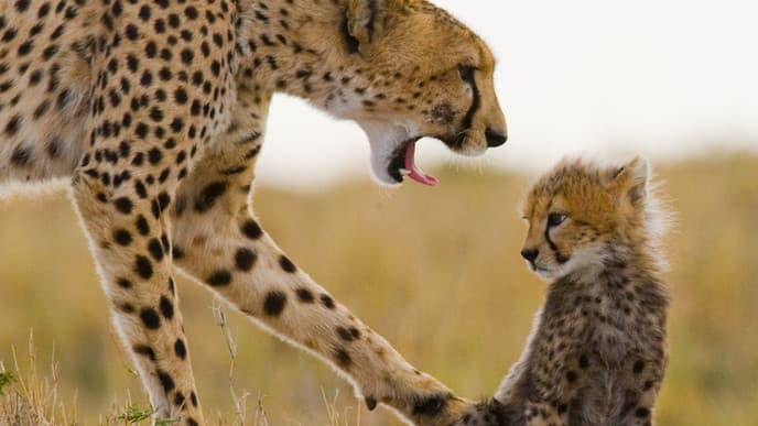 Visit a Maasai Village and Serengeti Park