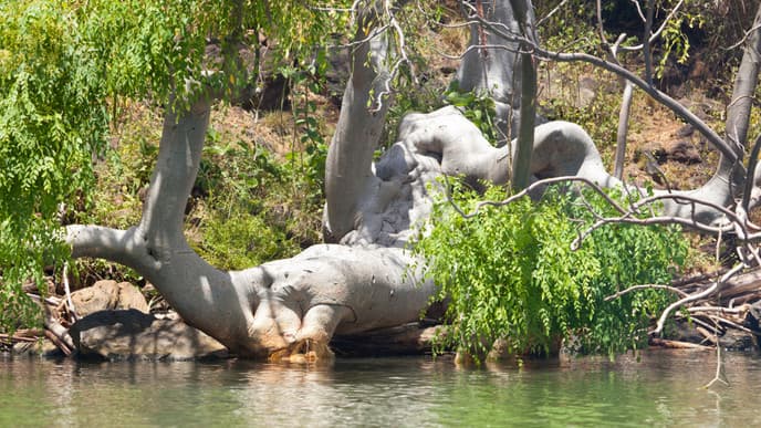 Make a Trip to Lake Baringo National Park