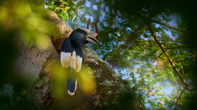 Birds of Budongo Forest