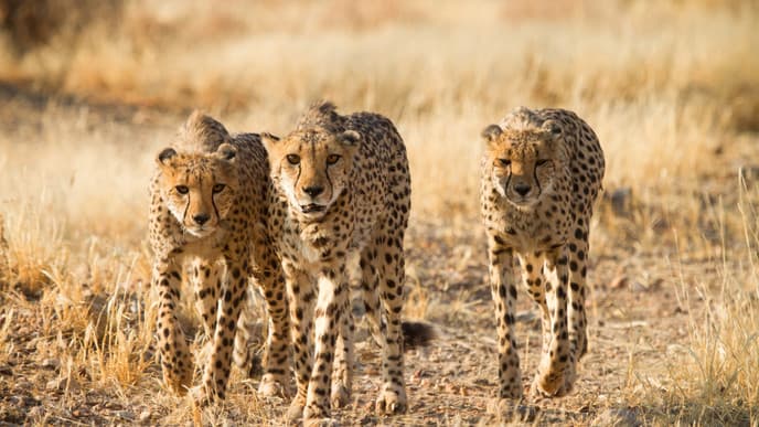 Pirschfahrten in der Serengeti