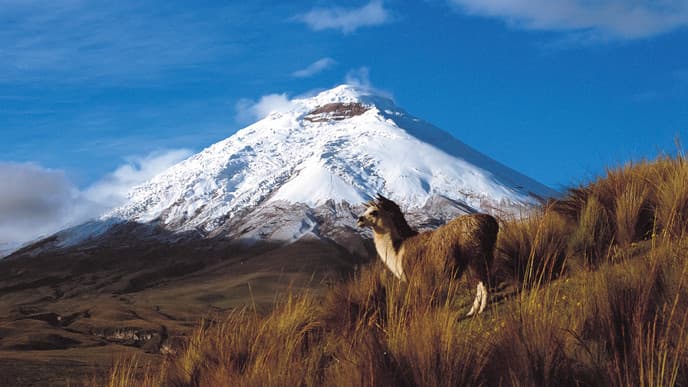 Wild landscapes in Cotopaxi National Park
