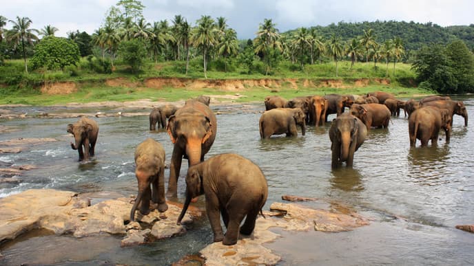 Zu Besuch bei den sanften Riesen