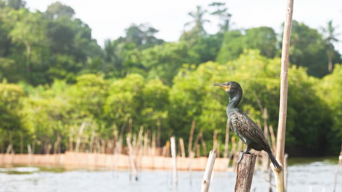 Optionale Bootsfahrt durch Lagunen