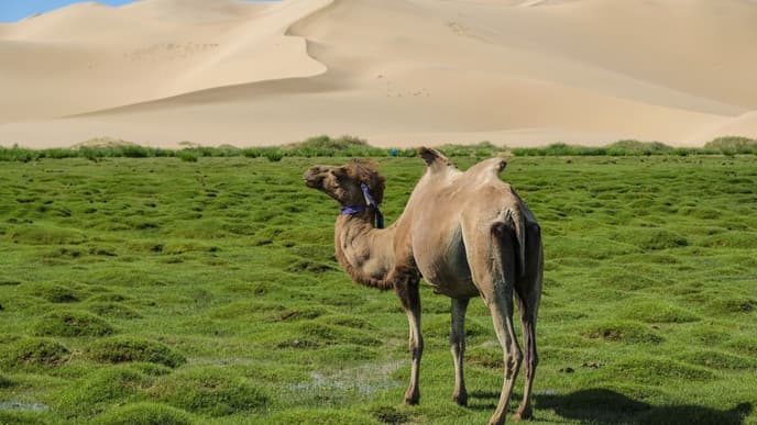 Immense Sanddünen bei Khongor