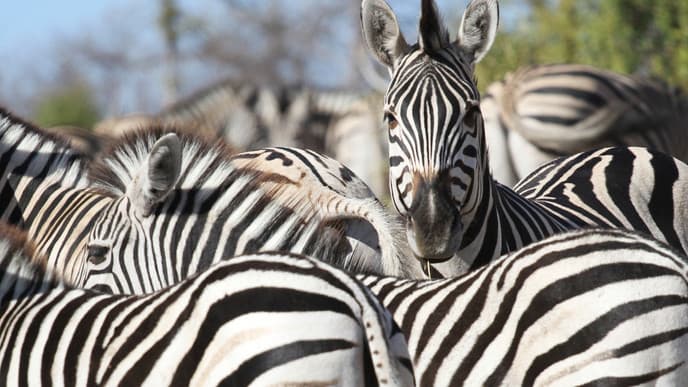 Immerse yourself in nature's splendor
