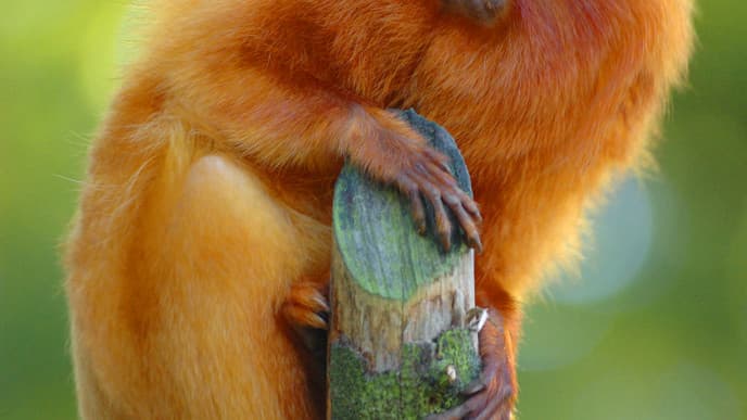 Entzückende Goldmeerkatzen im Mgahinga-Nationalpark