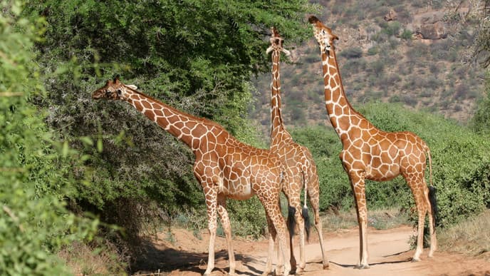 Day 5 - Samburu Game Reserve