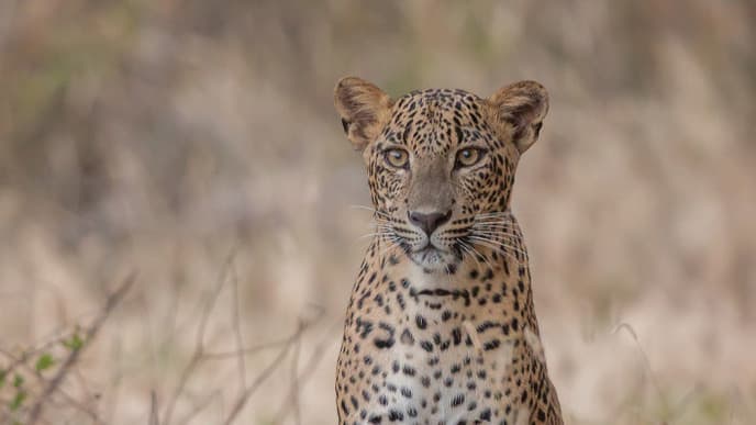 Yala wildlife safari