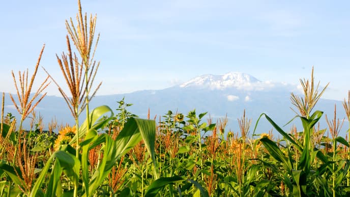 Journey to the Usambara Mountains