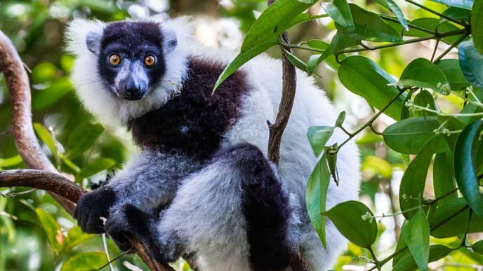 The Canal Des Pangalanes