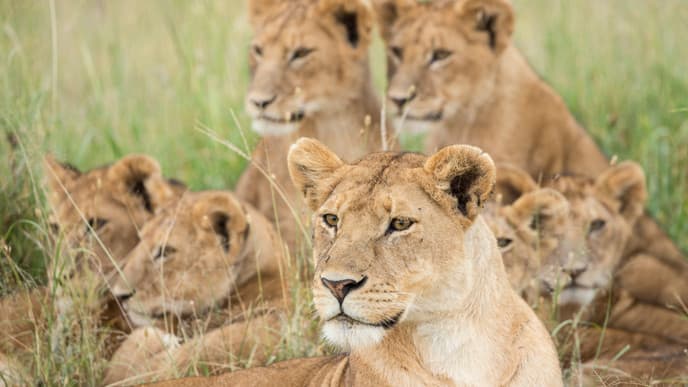Der Sonnenaufgang in der Serengeti