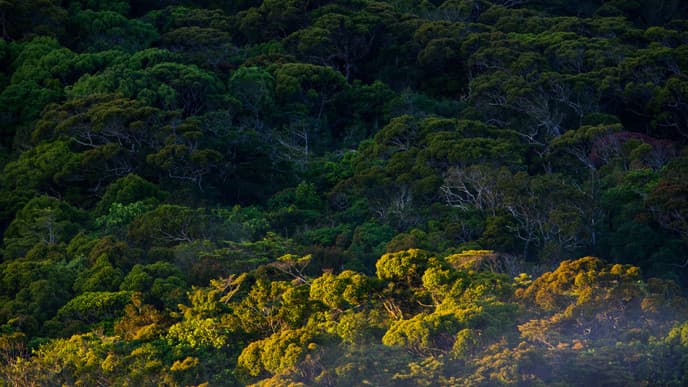 The biodiversity of the Sinharaja rainforest
