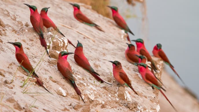 Romantische Safari bei Sonnenaufgang