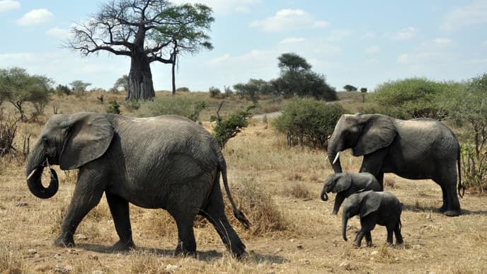 Beautiful Tarangire National Park