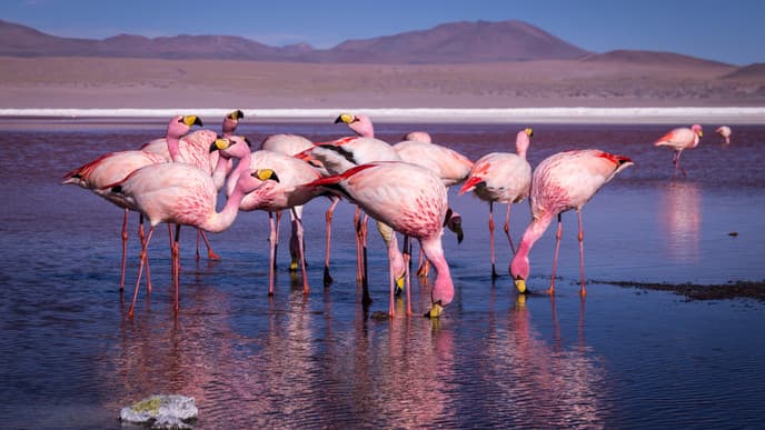 Eduardo Abaroa Andean Fauna National Reserve