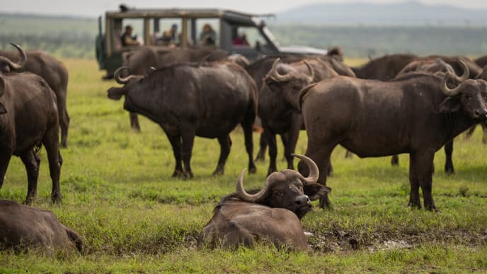Masai Mara & game drive