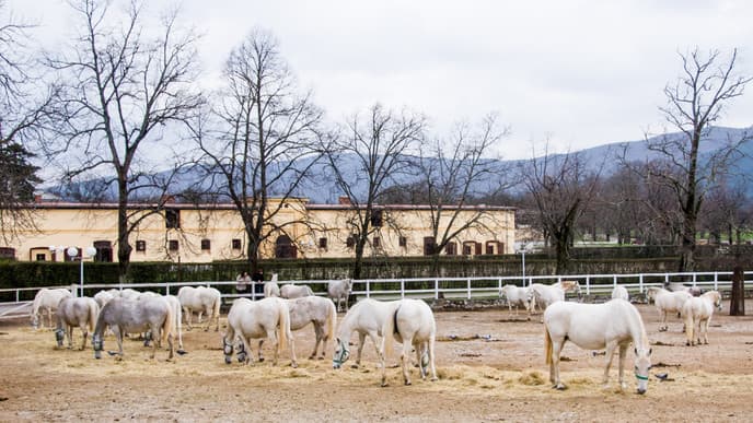 Encounter elegant Lipizzaner horses