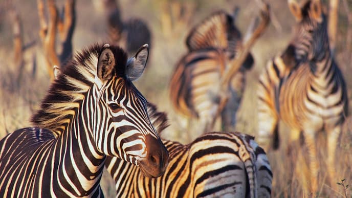 Full Day Wildlife Safari