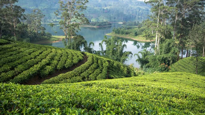 Journey to Sri Lanka's tea country