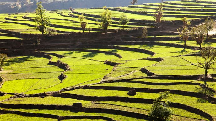 Learn from the locals