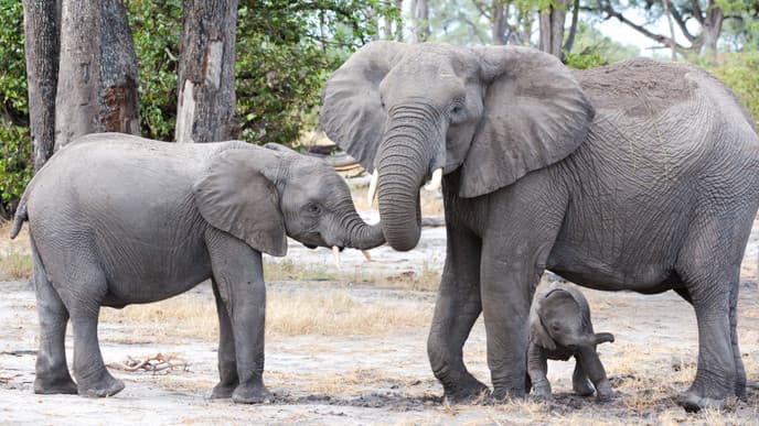 In Search of Elephants